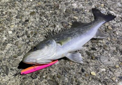 <p>上垣内様　旧一文字赤灯　半夜便　メンボーでシーバス🎣②</p>