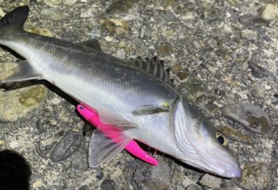<p>上垣内様　旧一文字赤灯　半夜便　メンボーでシーバス🎣①</p>