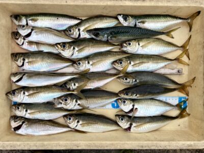 <p>茂の賄様　旧一文字赤灯　サビキ釣り竿下　23cm前後のグッドなメクリアジ&サバ🎣　13時〜17時の間でポツポツと釣れたそうです🐟</p>