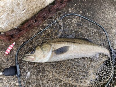 <p>釣れない猫様　沖の北　シーバス合計5尾🎣　1尾お待ち帰りして「今夜はシーバスのアクアパッツァ🥘にゃ〜😻」</p>