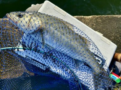 <p>ハネ研会長　福山様　エビ撒き釣り(ブツエビ)　沖の北でハネ3尾🎣　旧一文字赤灯でハネ1尾🎣　撮影後リリース🐟</p>