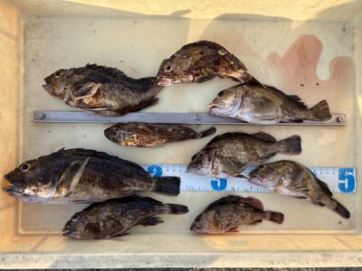 <p>立原様　旧一文字赤灯ケーソン隙間　虫エサでガシラ最大24cm🎣　サビキで良型アジも少し釣れたそうです</p>