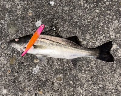 <p>㊈中村様　半夜便　旧一文字白灯〜カーブ　メンボーでシーバス3尾🎣　撮影後全てリリース🐟</p>