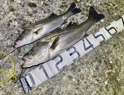 <p>上垣内様　半夜便　旧一文字白灯〜カーブ　シーバス4尾🎣　最大65cm 全てメンボー使用での釣果🐟</p>