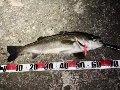 <p>池尾様　半夜便　旧一文字白灯〜カーブ　メンボーでシーバス65cm🎣　明るい時間帯には旧一文字赤灯付近で90cm級のシーバス釣り上げた方が居られたそうです🐟　今夜他堤防では良い釣果の報告は有りませんでした</p>