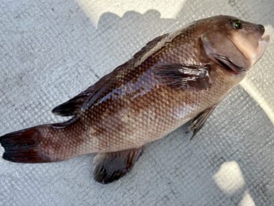 <p>泉州コブ研ハルヒサSP様　沖の北　かぶせ釣りでコブダイ🎣　撮影後リリース🐟</p>