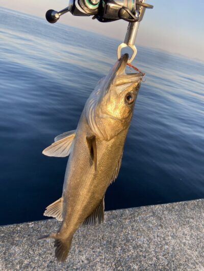 <p>wami 様　沖の北　目の前泳いでいるシーバスにルアー投げて落ちパクで1尾🎣</p>