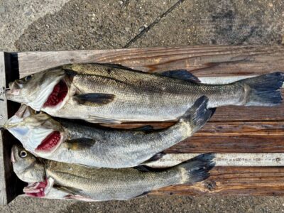 <p>海老鼻様　沖の北　バイブレイションでシーバス3尾🎣　最大72cm🐟</p>