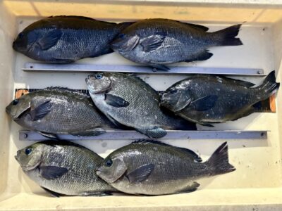<p>白田様　旧一文字赤灯　フカセ釣りでグレ7尾🎣　15:00便〜18:30帰までの釣果</p>
