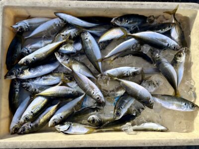 <p>磯田様　沖の北オイルフェンス付近　サビキ釣り20cm弱のアジ多数🎣　サッパもかなり釣れるそうです　11:00便〜18：30帰までの釣果</p>