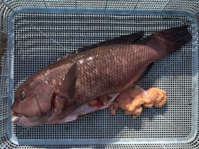 <p>伴野様　沖の北　落とし込み(カニ餌) カンダイ🎣</p>