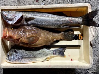 <p>顔出しなのに匿名希望(今日は顔無し)様　沖の北　アジ呑ませ釣りでハネ&キビレチヌ&BIGなアコウ😳46cm🎣</p>