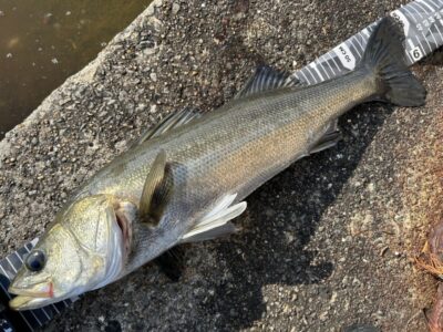 <p>福山様①　沖の北　エビ撒き釣り(ブツエビ)  堤防際タナ1ヒロ半程ハネ3尾🎣　テクトロでも50cmくらいの1尾🎣</p>