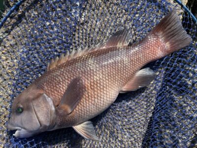 <p>福山様　エビ撒き釣り釣果② カンダイ</p>