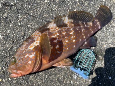 <p>福山様　エビ撒き釣り釣果③ アコウ</p>