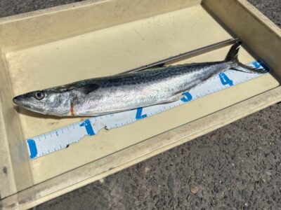 <p>沖の北　9:30頃　VJでサゴシ🎣</p>