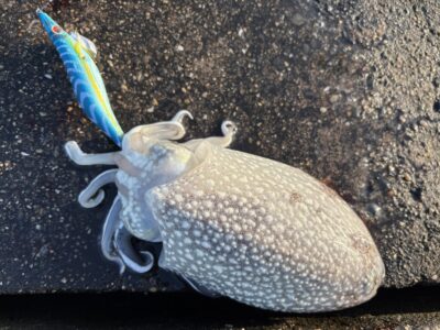 <p>wami様の弟子　沖の北　餌木ズル引き　6時頃にシリヤケイカ🦑</p>