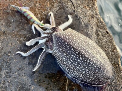 <p>wami様の弟子　沖の北　釣れない猫様オススメ=ハヤブサ餌木ハグハグ3.5寸　底ズル引きでシリヤケイカ🦑</p>