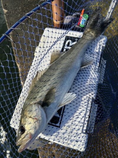 <p>ハネ研会長　福山様　沖の北　エビ撒き釣り　ハネ1尾🎣　</p>