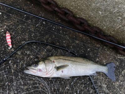 <p>釣れない猫様　沖の北　フリフリバイブでチーバス🎣　昨日はバラシまくったけどリベンジにゃー🐟</p>