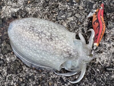<p>芝様の弟子　沖の北沖向き　遠投して6時前頃にシリヤケイカ🦑(タモ係ハンター髙倉様)</p><p>奥の方で2キロくらいのアオリが浮いてたんですが、抱かせられず…。</p><p>旧一文字でタコ釣りの方、タコエギでカミナリイカ釣ってました♪</p>
