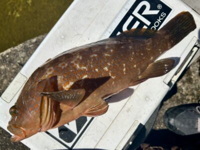 <p>世界のフクヤマん様③　沖の北　エビ撒き釣りでアコウ37cm🎣</p>
