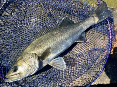 <p>世界のフクヤマん様④　沖の北　エビ撒き釣りでハネ🎣</p>
