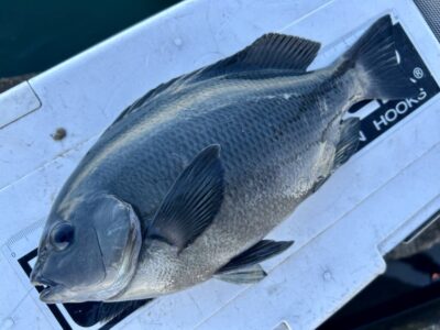 <p>世界のフクヤマん様②　沖の北　エビ撒き釣りでグレ🎣　</p>