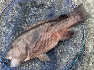 <p>世界の福ちゃんマン様　沖の北　エビ撒き釣り　蒲克艶三でカンダイ御用🎣</p>