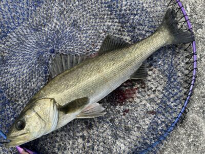 <p>世界の福ちゃんマン様②　沖の北　エビ撒き釣りでハネ御用🎣　撮影後全てリリース🐟</p>