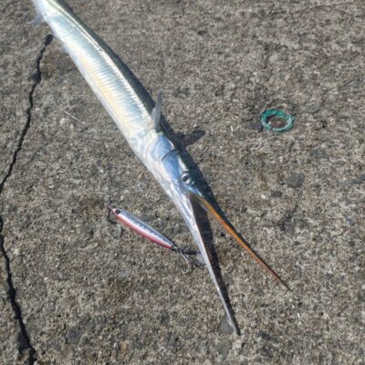 <p>ジークスタッフゆるすけ様　沖の北　ジークZブレイド40gでダツ！</p><p>「ちゃ、ちゃんとジークのルアー使ってますから！」と苦し紛れなコメントいただきました♪</p>
