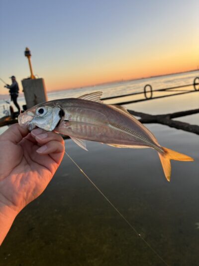 <p>沖の北低場外向き　エビ撒きで中アジ！</p>