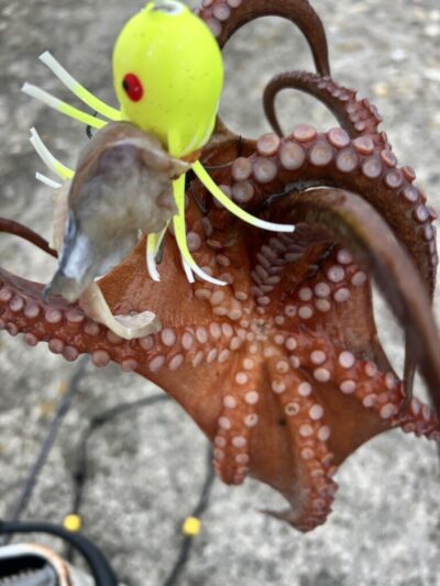 <p>ひまわり🌻様　旧一文字カーブ　タコジグで新子タコ🐙順調に釣れてるようでした♪</p>