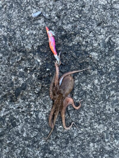 <p>赤坂様　沖の北　イカエギ改で新子タコ🐙タコがいる量は沖も旧も一緒なので、タコ釣りとショアジギ両方するなら沖の北がおすすめ♪</p>