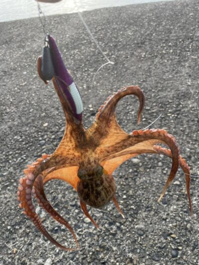 <p>上垣内様　旧一文字赤灯　メジャクラ・蛸乗りジョニーで新子タコ4つ🐙</p><p>今日は早朝から潮が動かず渋いようでした。海藻も多いし、潮が効いて穴から出てきてくれないと辛いですね。時期的にも新子はまだそこまで多くないのと、タコジグサイズが多いのでアタリがあっても乗らないとか…。</p><p>新子も少しずつ増えていきますし、今いるタコも大きくなっていくんでタコシーズンはまだまだこれからですが、とにかく今は一発大ダコ狙い！！！</p>