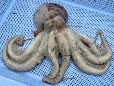 <p>マスカッツ様　沖の北外向き　タコエギで良型タコ🐙1.01kg！</p><p>沖も旧も潮動かずで新子は拾いにくいようでした。</p>