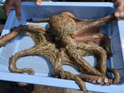 <p>大ダコハンター松村名人　沖の北奥の方内向き　長竿+タコジグで大ダコ2.4kg！</p>