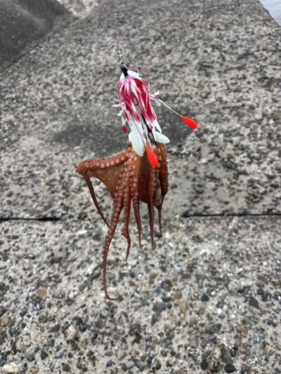 <p>⑨中村様　旧一文字3番〜カーブ　デビルクローで新子タコ🐙</p>