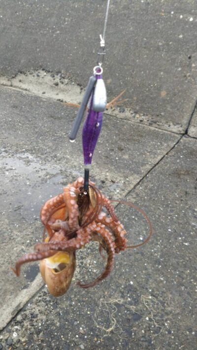<p>久だこ様　旧一文字カーブ〜白灯　タコエギで新子タコ🐙7時半まででツ抜け達成♪</p>