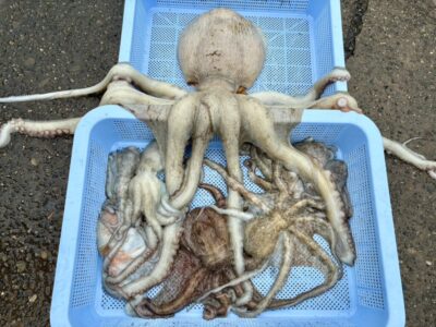 <p>ブルー大好き鈴木様　沖の北　奥の方内向き　タコジグで大ダコ2.52kg！！！新子もいい感じ♪7時までの釣果です。</p>