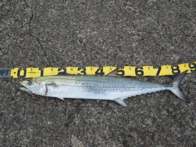 <p>北裏様　沖の北　ショアジギでサワラ！5時頃にヒット！サゴシも1つ♪</p>