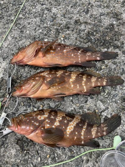 <p>中村様　沖の北外向き　エビ撒き釣りで30cmくらいのアコウ！ガシラ・チビアコウは沢山リリース。</p>