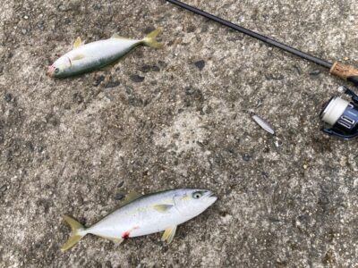 <p>釣れない猫様　沖の北　ジグサビキでツバス！けっこういるみたいです♪</p>