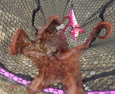 <p>釣れちゃうタマ　沖の北外向き　アズーロ・蛸電でタコ750g🐙食べるにはちょうどいいサイズなんですが、これの4倍あるやつが釣りたい…。</p><p>&nbsp;</p><p>沖でも新子が釣れてるのは見かけましたが、アタリはかなり少ないです。</p><p>&nbsp;</p><p>旧も全体的にアタリ少なめ、白灯付近は海藻が薄めなのと潮がちょっと動いたりがあるんで新子は拾いやすい感じです。</p><p>&nbsp;</p><p>新子の本格スタートはもう少し先かな。大ダコはどこでも出ますので、とにかくコツコツやるしかないですね。</p><p>&nbsp;</p><p>雨の濁りが入っててもタコは普通に釣れるんですが、水温低下は今のところ悪影響。逆に真夏は雨後で水温が下がると良くなることもあります。</p>