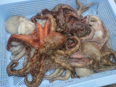 <p>月曜釣り倶楽部　西森様　旧一文字カーブ〜3番　竿下タコジグで新子タコ🐙</p>