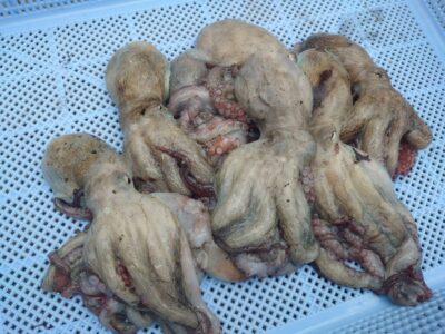 <p>旧一文字カーブ周辺　竿下タコジグで新子タコ🐙</p>