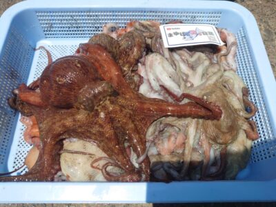 <p>まゆげの釣り日記様　旧一文字3番〜カーブ　イカエギ改で新子タコ🐙20杯オーバー♪渋い状況でしたがさすがの釣果です♪</p>