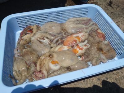 <p>西森様　旧一文字3番〜白灯　竿下タコジグ＆タコエギで新子タコ🐙</p>