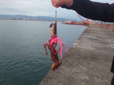 <p>しゅん君　沖の北内向き　タコエギで新子タコ🐙</p>