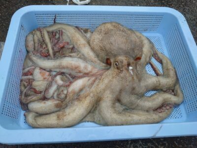 <p>藤岡様　旧一文字　タコエギで大ダコ2.5kg！！！タコ釣り大会優勝おめでとうございます♪</p>